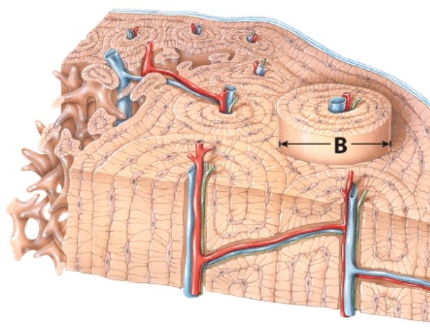 <strong>What is the name of the structure labeled B? </strong> A)Central canal B)Periosteum C)Osteon D)Compact bone