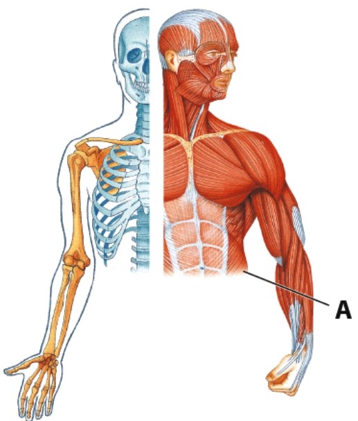 <strong>Identify muscle A. </strong> A)Latissimus dorsi B)Rectus abdominis C)External oblique D)Linea alba