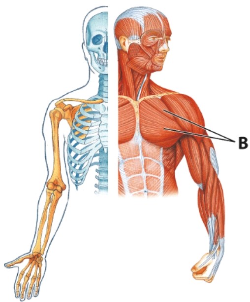 <strong>Identify muscle B. </strong> A)Pectoralis major B)Latissimus dorsi C)Deltoid D)Trapezius