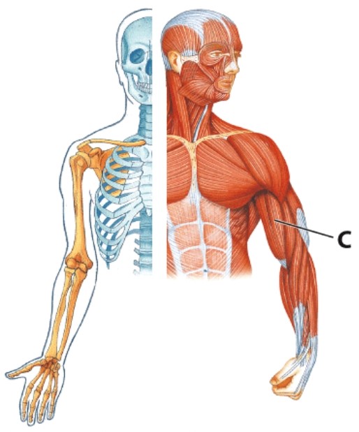<strong>Identify muscle C. </strong> A)Brachialis B)Biceps brachii C)Brachioradialis D)Triceps brachii