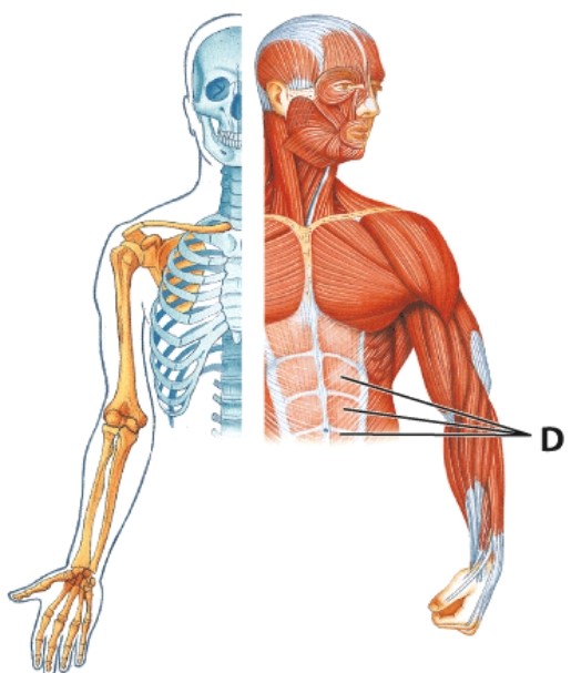 <strong>Identify muscle D. </strong> A)External oblique B)Internal oblique C)Linea alba D)Rectus abdominis