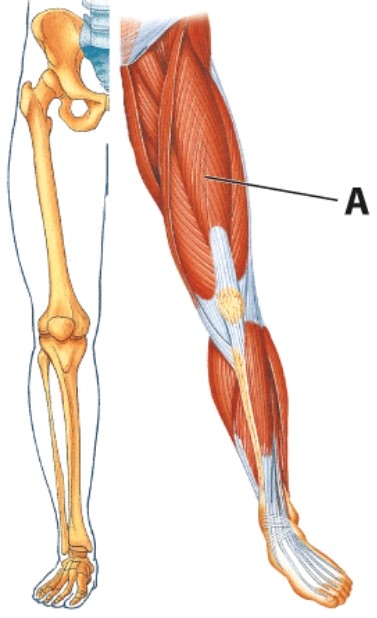 <strong>Identify muscle A. </strong> A)Quadriceps group B)Semimembranosus C)Gracilis D)Sartorius