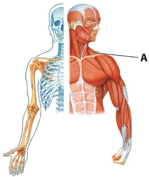 <strong>Identify muscle A. </strong> A)Deltoid B)Trapezius C)Scalenes D)Teres major