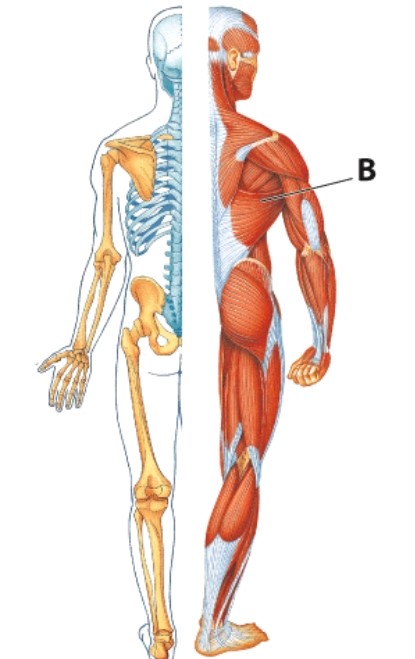 <strong>Identify muscle B. </strong> A)Deltoid B)Trapezius C)Latissimus dorsi D)Sternocleidomastoid