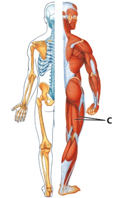 <strong>Identify muscle C. </strong> A)Quadriceps group B)Hamstring group C)Pectineus D)Gluteus medius