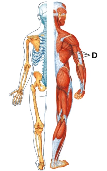<strong>Identify muscle D. </strong> A)Deltoid B)Anconeus C)Triceps brachii D)Biceps brachii