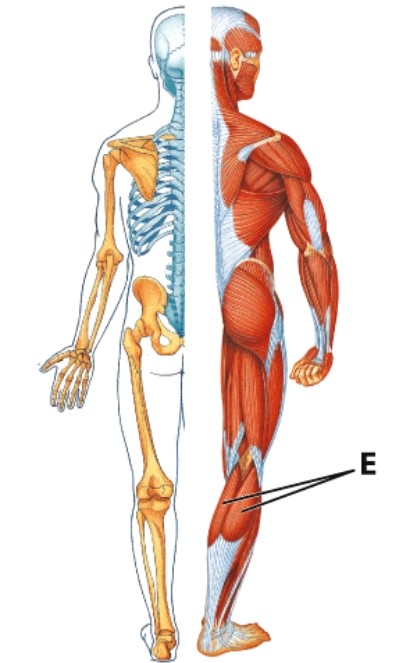 <strong>Identify muscle E. </strong> A)Soleus B)Tibialis anterior C)Gastrocnemius D)Triceps brachii