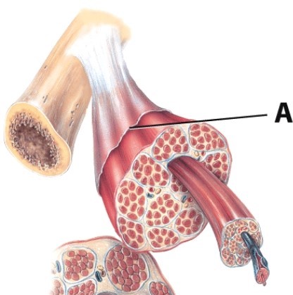 <strong>Which connective tissue layer is labeled A? </strong> A)Myofilament B)Tendon C)Aponeurosis D)Epimysium