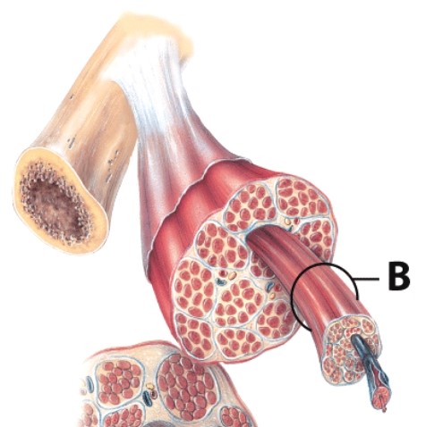 <strong>Which structure is labeled B? </strong> A)Fascicle B)Muscle fiber C)Myofilament D)Myofibril