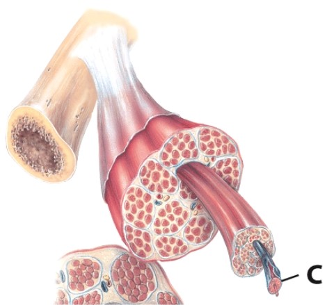 <strong>What is the name of the structure labeled C? </strong> A)Endomysium B)Myofibril C)Muscle fiber D)Myofilament