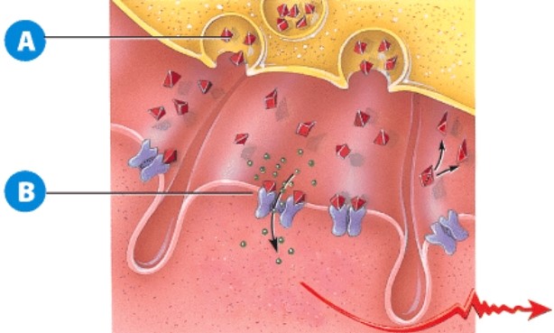 <strong>Regarding label A,why is this vesicle fusing with the cell's membrane? </strong> A)This is an example of endocytosis. B)This is a lysosome releasing digestive enzymes. C)An impulse has arrived at the neuromuscular junction. D)The muscle has already finished contraction.