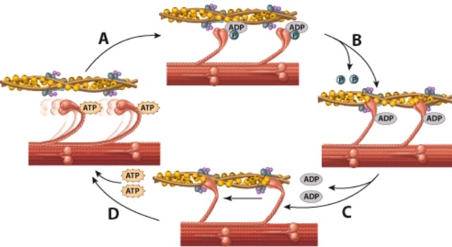 <strong>What is happening during the process labeled A? </strong> A)Myosin links to actin B)Fresh ATP causes release of myosin C)Power stroke D)Calcium has caused the binding site on actin to be revealed