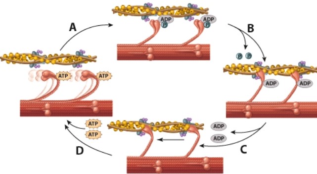 <strong>Which step is the power stroke? </strong> A)A B)B C)C D)D