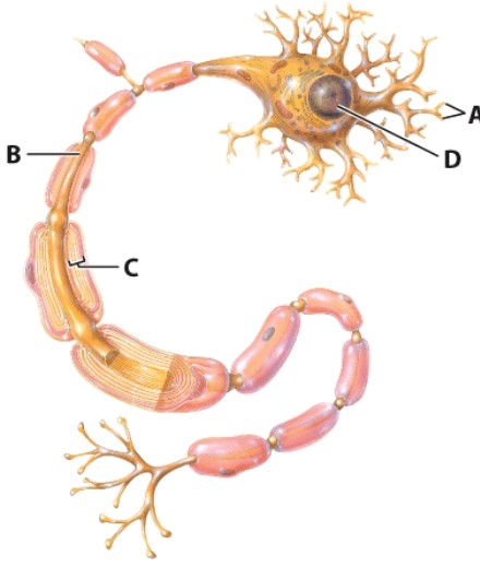 <strong>What is the name of the structure labeled as A?  </strong> A)Dendrites B)Cell body C)Axon D)Axon terminals <div style=padding-top: 35px> 