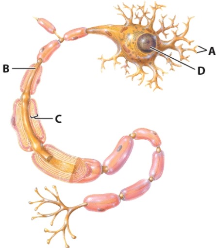 <strong>What is the name of the structure labeled as B?  </strong> A)Cell body B)Dendrites C)Axon D)Myelin sheath <div style=padding-top: 35px> 