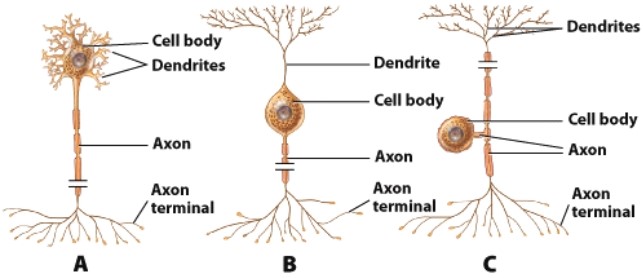 <strong>Which type of neuron sends information away from the central nervous system?  </strong> A)A B)B C)C D)All of these choices are correct <div style=padding-top: 35px> 