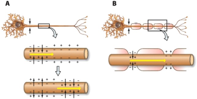<strong>Which of the following axons conduct impulses more quickly?  </strong> A)A B)B C)A and B conduct impulses at the same speed D)Neither A nor B are involved in conducting impulses <div style=padding-top: 35px> 