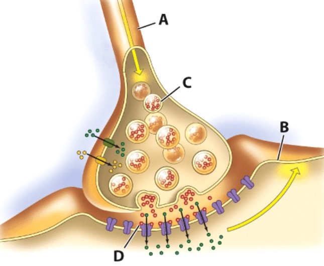 <strong>Which structure is a chemical-gated ion channel?  </strong> A)A B)B C)C D)D <div style=padding-top: 35px> 