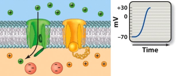 <strong>Which phase of an action potential is depicted here?</strong> A)Resting state   B)Depolarization C)Repolarization D)Hyperpolarization <div style=padding-top: 35px> 