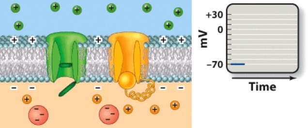 <strong>Which phase of an action potential is depicted here?</strong> A)Resting phase   B)Depolarization C)Repolarization D)Hyperpolarization <div style=padding-top: 35px> 