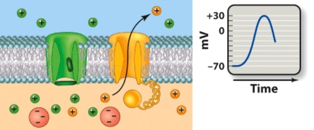 <strong>Which phase of an action potential is depicted here?</strong> A)Resting phase   B)Depolarization C)Repolarization D)Hyperpolarization <div style=padding-top: 35px> 