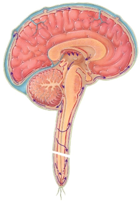 <strong>Which type of protection for the central nervous system is not shown in this diagram?  </strong> A)Bones of the axial skeleton B)Meninges C)Dura mater D)Cerebrospinal fluid and its circulation <div style=padding-top: 35px> 