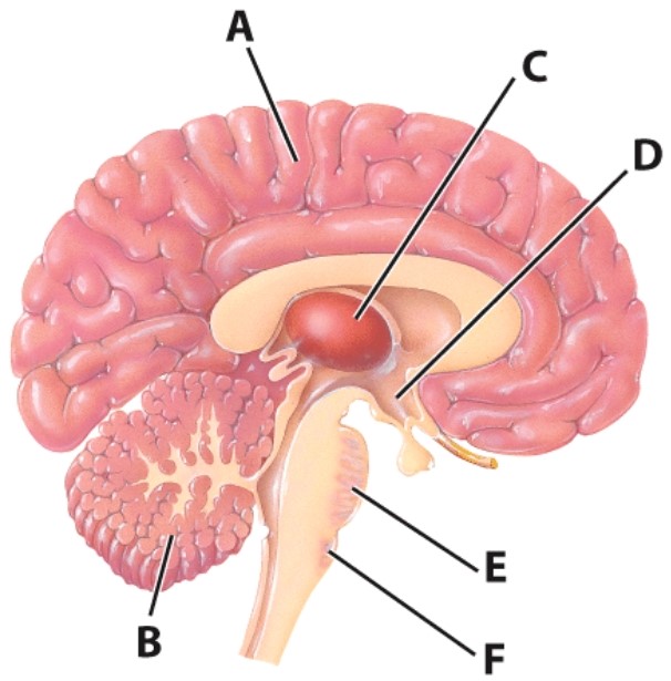 <strong>What is the name of the structure labeled as E?  </strong> A)Hypothalamus B)Cerebellum C)Medulla D)Pons <div style=padding-top: 35px> 
