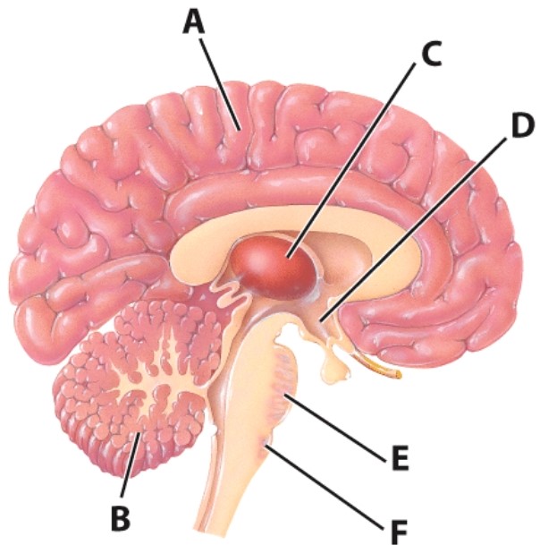 <strong>What is the function of structure as D?</strong> A)Relay station for most incoming sensory information   B)Coordination and balance C)Contains reflex centers for sneezing and coughing D)Control of the pituitary gland via hormones <div style=padding-top: 35px> 