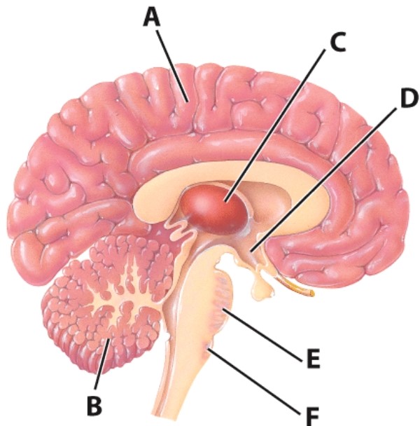 <strong>What is the function of structure as F?</strong> A)Contains vital centers related to blood pressure and reflex centers for swallowing   B)Contains vital centers focused on respiration C)Processing and integration of sensory information D)Relay station for most incoming sensory information <div style=padding-top: 35px> 