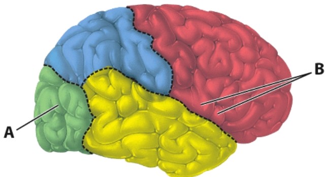 <strong>What is the function of the area of the cerebrum labeled as A?  </strong> A)Hearing B)Contemplating the future C)Vision D)Touch <div style=padding-top: 35px> 