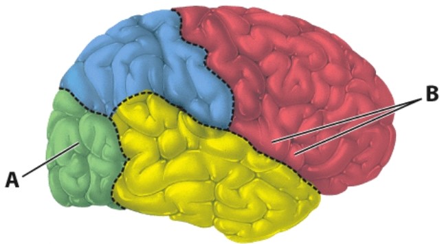 <strong>What is the name of the area labeled as B?  </strong> A)Prefrontal cortex B)Wernicke's area C)Visual association area D)Broca's area <div style=padding-top: 35px> 
