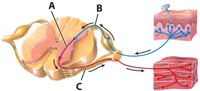 <strong>What type of neuron is label A indicating?  </strong> A)Motor B)Sensory C)Interneuron D)Effector <div style=padding-top: 35px> 