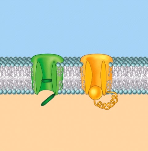 <strong>The channels shown here are:  </strong> A)ligand gated B)voltage gated C)mechanically regulated D)temperature regulated <div style=padding-top: 35px> 