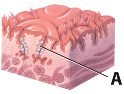 <strong>What is the name of the structure labeled A? </strong> A)Tongue B)Taste pore C)Taste bud D)Papilla