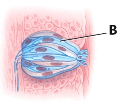 <strong>What is the name of structure B? </strong> A)Gustatory hair B)Receptor cell C) Papilla D)Sensory neuron