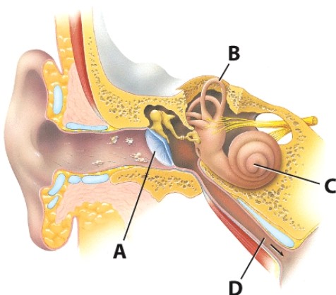 <strong>Which structure is involved in sensing changes in the position of the head? </strong> A)A B)B C)C D)D