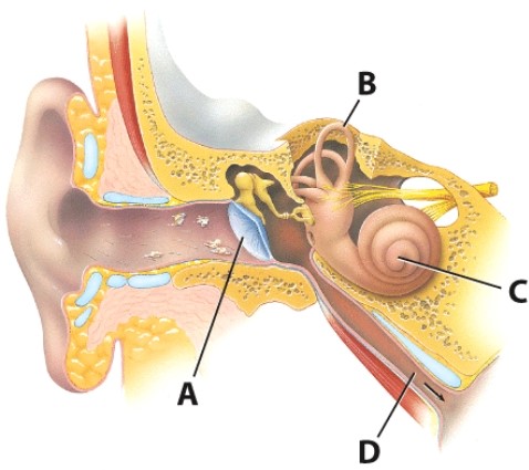 <strong>Which structure is important in conducting sound waves? </strong> A)A B)B C)C D)D