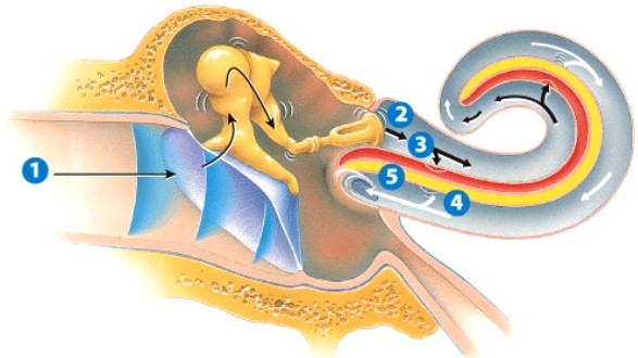 <strong>What is happening in step 1? </strong> A)Sound is being conducted through the auditory canal. B)Pressure is being equalized; ears are popping. C)The eardrum is vibrating in response to sound waves. D)A nerve impulse is generated.