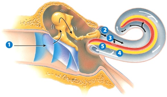 <strong>What is happening in step 3? </strong> A)The eardrum is vibrating in response to sound waves. B)The tectorial membrane is deformed. C)Pressure waves are passing through the cochlea. D)Pressure is being equalized; ears are popping.