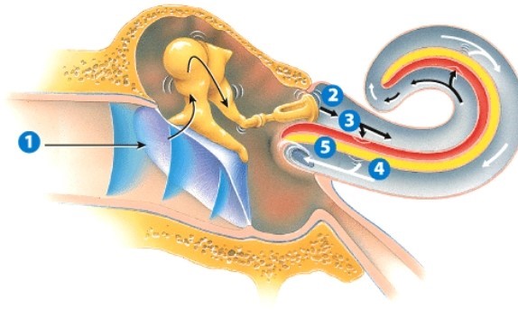 <strong>During which step is a nerve impulse generated? </strong> A)1 B)3 C)4 D)5