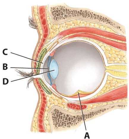 <strong>What is the name of structure B? </strong> A)Cornea B)Pupil C)Lens D)Iris