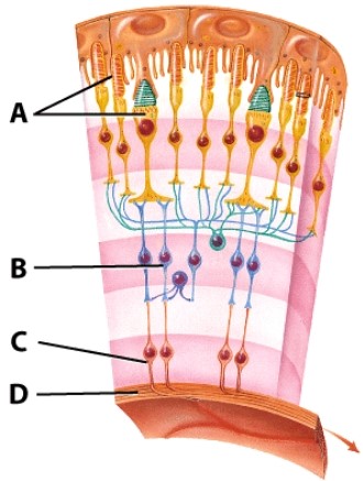 <strong>The structure labeled A represents: </strong> A)bipolar neurons B)the optic nerve C)photoreceptors D)ganglion