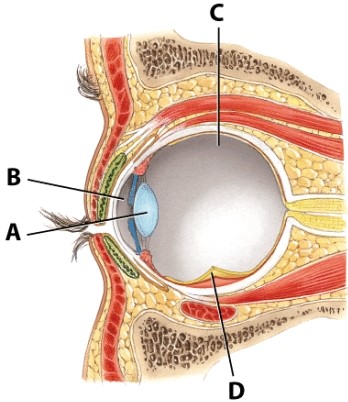 <strong>Where is the retina in the diagram? </strong> A)A B)B C)C D)D