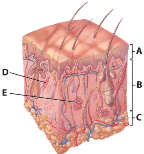 <strong>Which is the nonvascular portion of the skin? </strong> A)A B)B C)C D)D