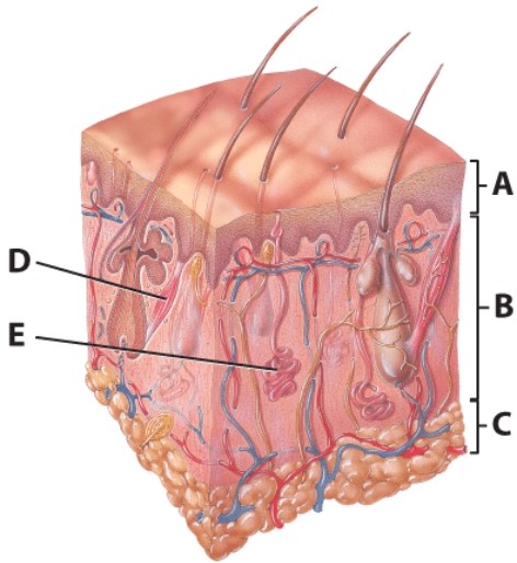 <strong>What is the purpose of E? </strong> A)Produces oil for the skin B)Produces watery sweat C)Produces a future hair D)Sensory receptor for fine touch