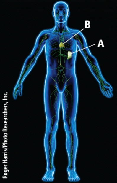 <strong>What is the function of lymphatic structure B? </strong> A)Increase metabolism through release of hormones B)Store fat C)Protect the heart D)Produce mature T cells