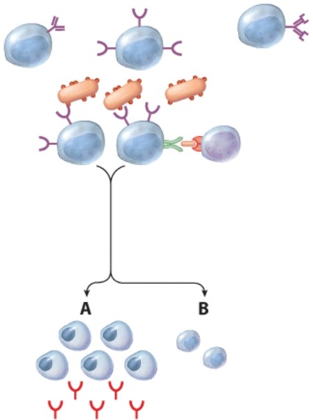 <strong>What kind of cells are indicated at label A? </strong> A)Memory cells B)Helper T cells C)Cytotoxic T cells D)Plasma cells