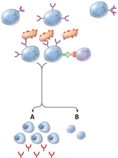 <strong>What is the purpose of the cells labeled B? </strong> A)Produce more T cells B)Produce more macrophages C)Secrete a chemical to activate macrophages D)To serve as a memory of the infection for the future
