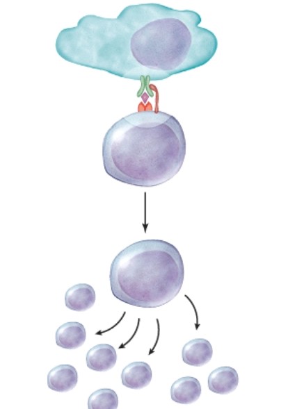 <strong>What will the helper T cell do after what is pictured here? </strong> A)It will remain inactive because this step is only the first of two that are necessary for activation. B)It will clone itself and the clones will makes chemicals to get more immune cells involved. C)It will phagocytize the cell that has the antigen. D)It will form antibodies.