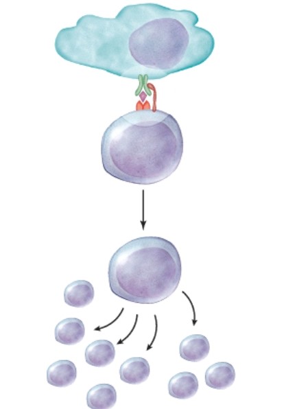 <strong>What type of immunity will be involved next? </strong> A)Humoral immunity B)Cell-mediated immunity C)Lymphatic immunity D)Both Humoral and Cell-mediated immunity